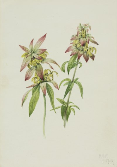 Foltos méhbalzsam Monarda punctata, 1919. alkotó: Mary Vaux Walcott