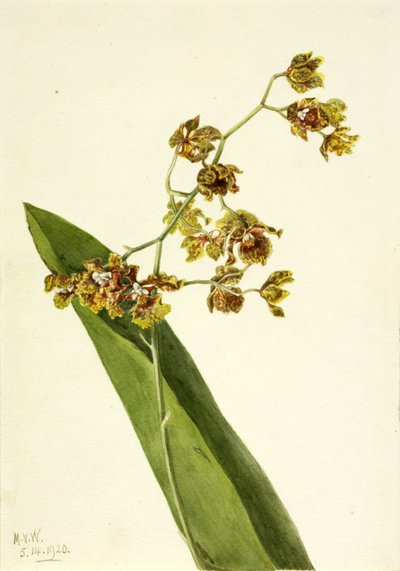Foltos Cyrtopodium (Cyrtopodium punctatum) alkotó: Mary Vaux Walcott