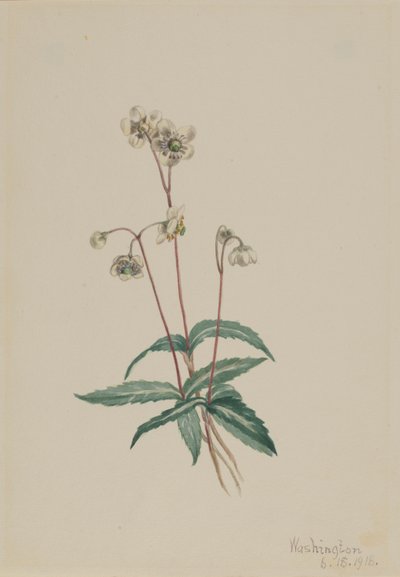 Foltos csiperke (Chimaphila maculata) alkotó: Mary Vaux Walcott