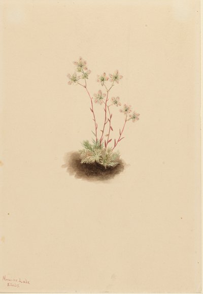 Foltos saxifrage Saxifraga bronchialis, 1903. alkotó: Mary Vaux Walcott