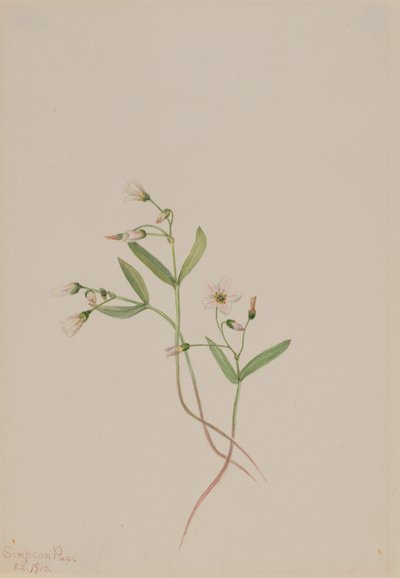 Tavaszi szépség Claytonia lanceolata, 1916. alkotó: Mary Vaux Walcott