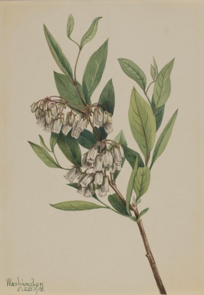 Tántorgó bokor (Pieris mariana) alkotó: Mary Vaux Walcott