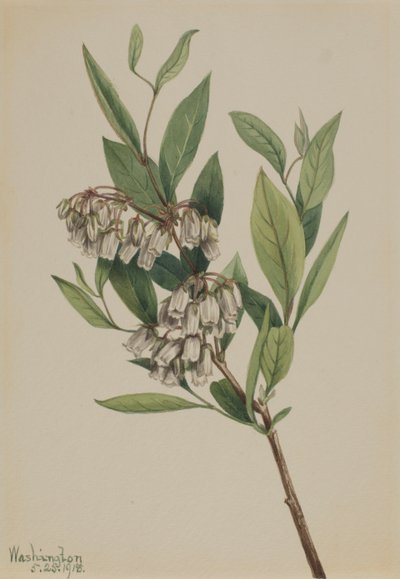 Stagger-Bush Pieris Mariana, 1918. alkotó: Mary Vaux Walcott