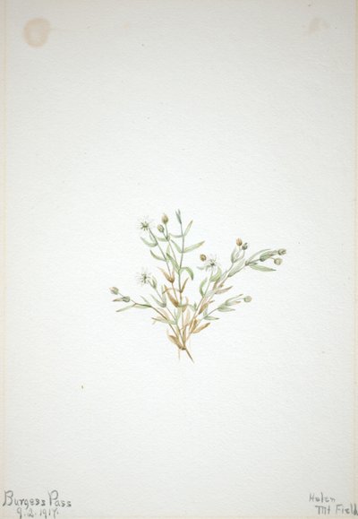 Stelleria leata alkotó: Mary Vaux Walcott