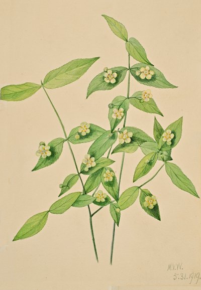 Eperbokor Euonymus americanus, 1919. alkotó: Mary Vaux Walcott