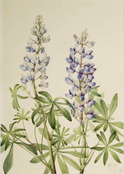 Sun Dial Lupine (Lupinus perennis) alkotó: Mary Vaux Walcott