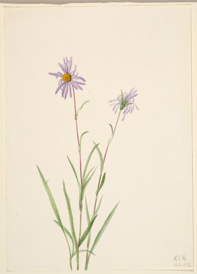 Mocsári csillag (Aster paludosus) alkotó: Mary Vaux Walcott