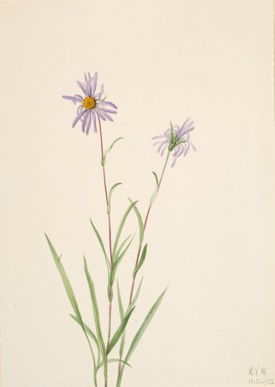 Mocsári őszirózsa Aster paludosus, 1922. alkotó: Mary Vaux Walcott