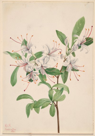 Édes azálea (Azalea arborescens) alkotó: Mary Vaux Walcott