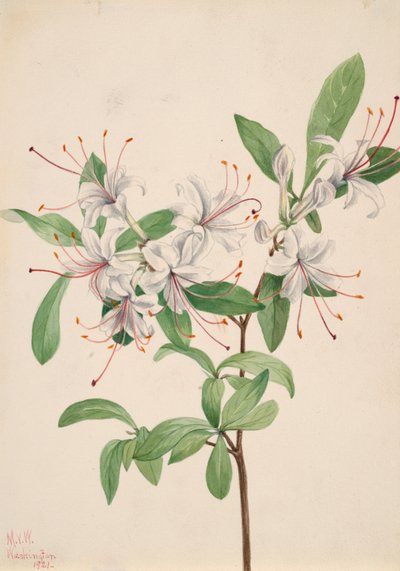 Édes Azalea Azalea arborescens, 1921. alkotó: Mary Vaux Walcott