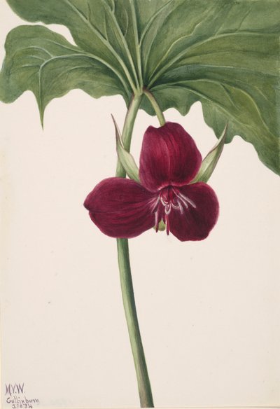 Édes trillium Trillium vasyi, 1934. alkotó: Mary Vaux Walcott