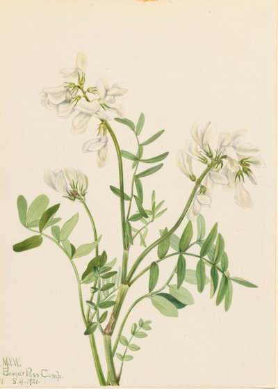 Bársonyvirág (Hedysarum mackenzii) alkotó: Mary Vaux Walcott