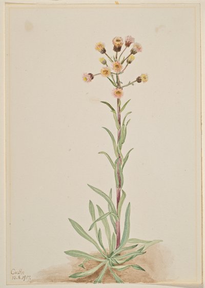 Magas bolhaparéj (Erigeron acris) alkotó: Mary Vaux Walcott