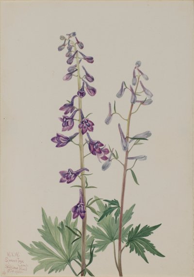 Magas pacsirta (Delphinium elongatum) alkotó: Mary Vaux Walcott