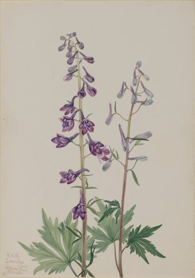 Tall Larkspur Delphinium elongatum, 1920. alkotó: Mary Vaux Walcott