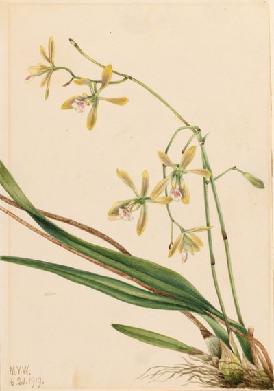 Tampa Epidendrum (Epidendrum tampense) alkotó: Mary Vaux Walcott