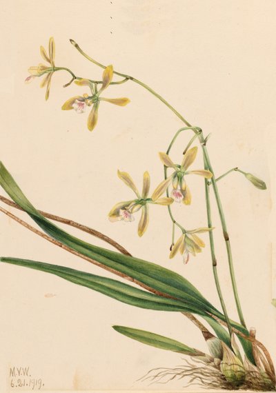 Tampa Epidendrum Epidendrum tampense, 1919. alkotó: Mary Vaux Walcott