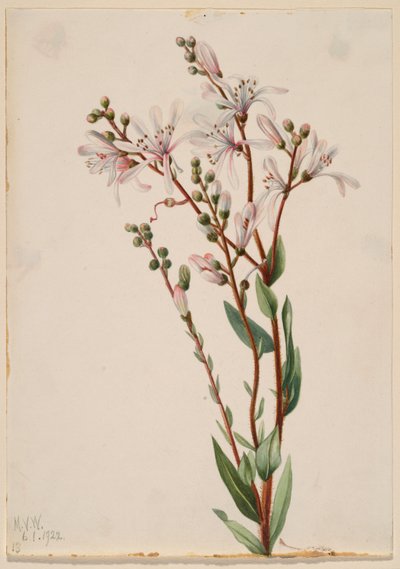 Tarflower (Befaria racemosa) alkotó: Mary Vaux Walcott