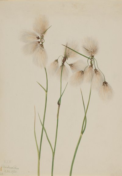 Bojtos gyapotfű Eriophorum angustifolium, 1920. alkotó: Mary Vaux Walcott