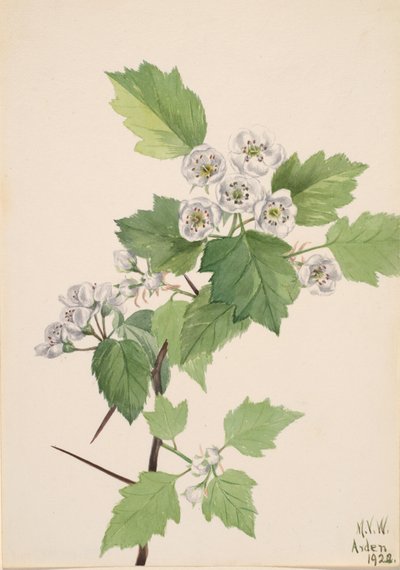 Thicket Hawthorn Crataegus coccinea, 1922. alkotó: Mary Vaux Walcott