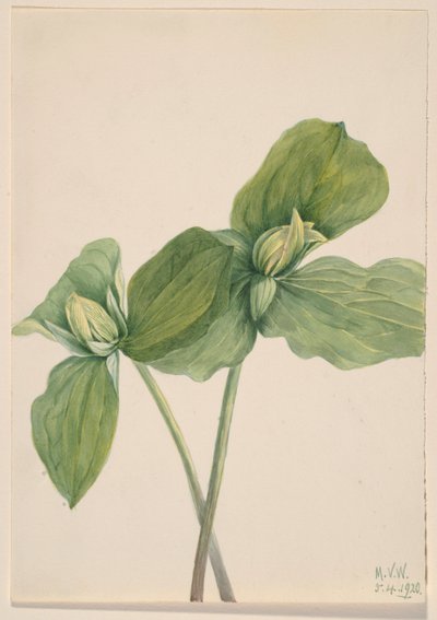 Hernyó Trillium (Trillium sessile) alkotó: Mary Vaux Walcott