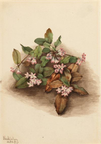 Köves Arbutus (Epigaea repens) alkotó: Mary Vaux Walcott