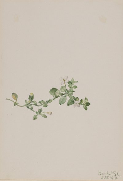 Houstonia procumbens (Houstonia procumbens) alkotó: Mary Vaux Walcott