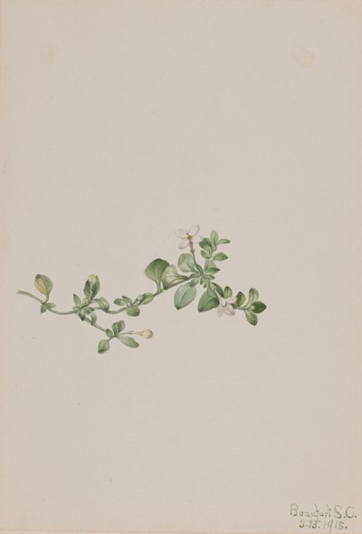 Utána Houstonia Houstonia procumbens, 1918. alkotó: Mary Vaux Walcott