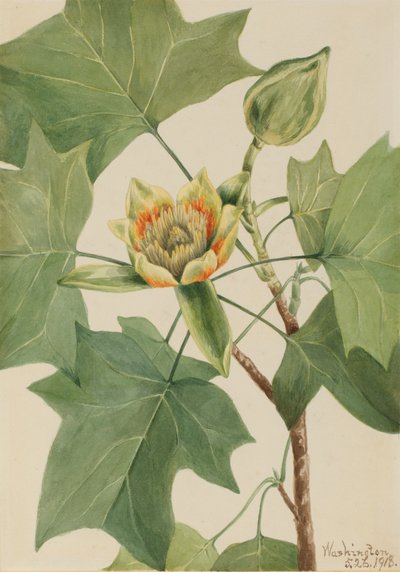 Tulipánfa Liriodendron tulipifera, 1918. alkotó: Mary Vaux Walcott