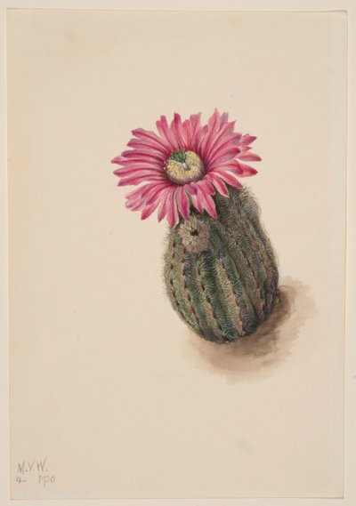 Pulykafejű kaktusz (Echinocerus perbellus) alkotó: Mary Vaux Walcott