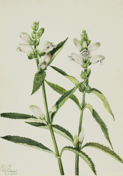 Turtlehead Chelone glabra, 1926. alkotó: Mary Vaux Walcott