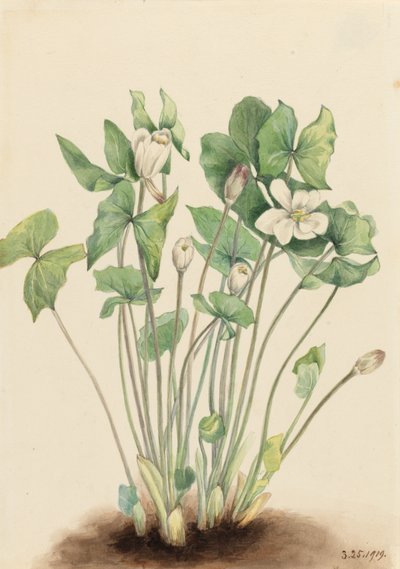 Ikerlevelű Jeffersonia diphylla, 1919. alkotó: Mary Vaux Walcott