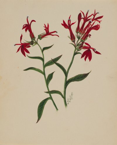 Cím nélkül – Virágtanulmány, 1876. alkotó: Mary Vaux Walcott