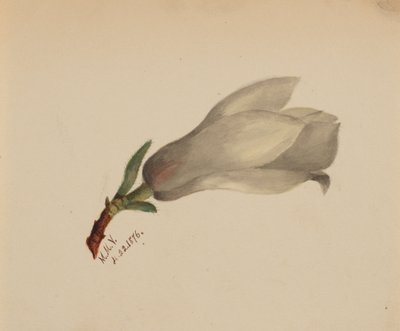 Cím nélkül – Virágtanulmány, 1876. alkotó: Mary Vaux Walcott