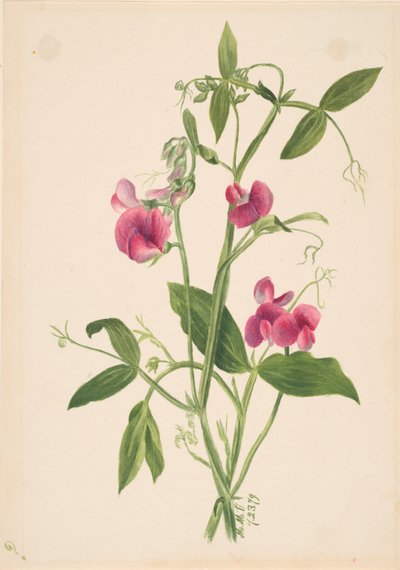 Cím nélkül – Virágtanulmány, 1879. alkotó: Mary Vaux Walcott