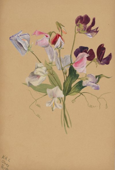 Cím nélkül – Virágtanulmány, 1886. alkotó: Mary Vaux Walcott