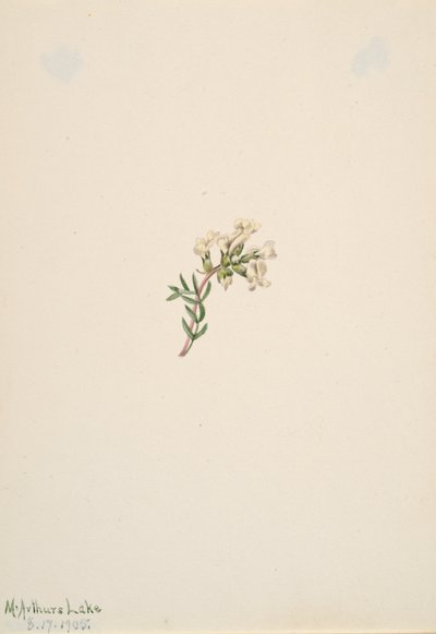 Cím nélkül – Virágtanulmány, 1905. alkotó: Mary Vaux Walcott