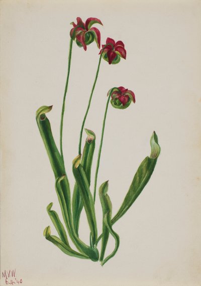 Cím nélkül – Virágtanulmány, 1940. alkotó: Mary Vaux Walcott