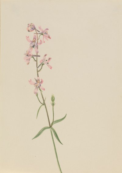 Untitled – Virágtanulmány, kb. 1900-1930. alkotó: Mary Vaux Walcott