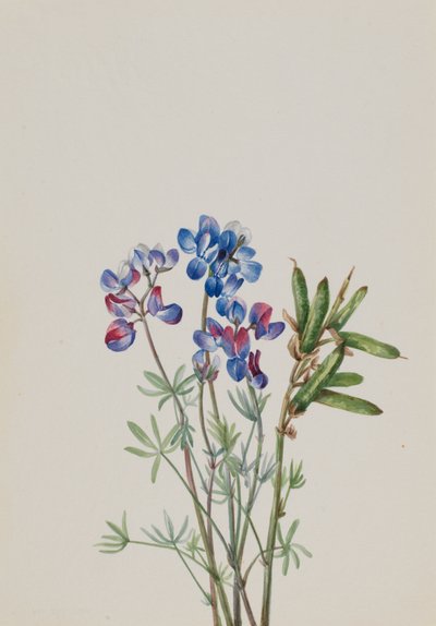 Untitled – Virágtanulmány, kb. 1900-1930. alkotó: Mary Vaux Walcott