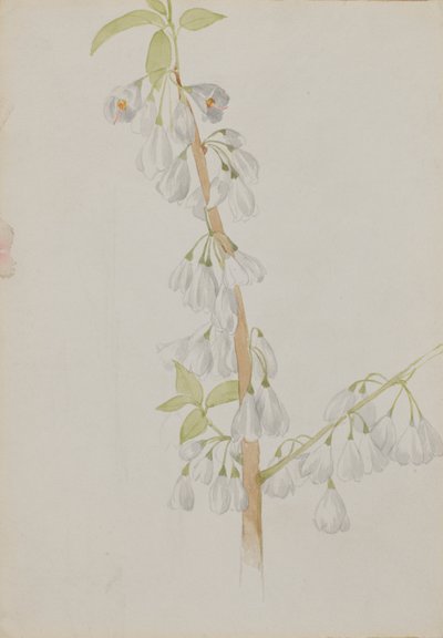 Untitled – Virágtanulmány, n.d. alkotó: Mary Vaux Walcott