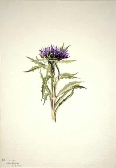 Cím nélkül – Növénytanulmány, 1904. alkotó: Mary Vaux Walcott