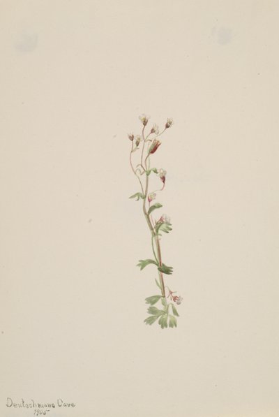 Cím nélkül – Növénytanulmány, 1905. alkotó: Mary Vaux Walcott