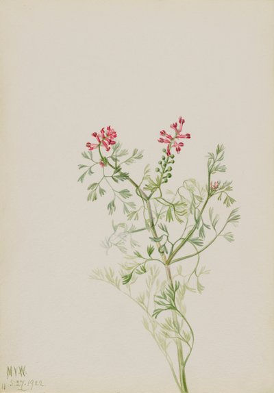 Cím nélkül – Növénytanulmány, 1922. alkotó: Mary Vaux Walcott