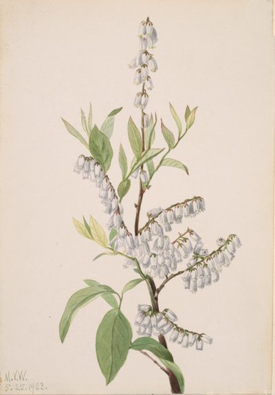 Cím nélkül – Növénytanulmány, 1923. alkotó: Mary Vaux Walcott