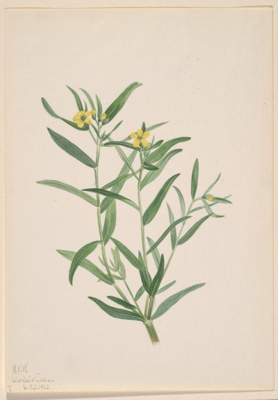 Cím nélkül (Virág tanulmány) alkotó: Mary Vaux Walcott