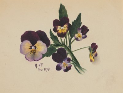 Cím nélkül (Árvácskák) alkotó: Mary Vaux Walcott