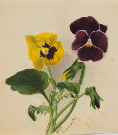 Cím nélkül (Árvácskák) alkotó: Mary Vaux Walcott