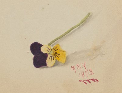 Cím nélkül (Pansy) alkotó: Mary Vaux Walcott