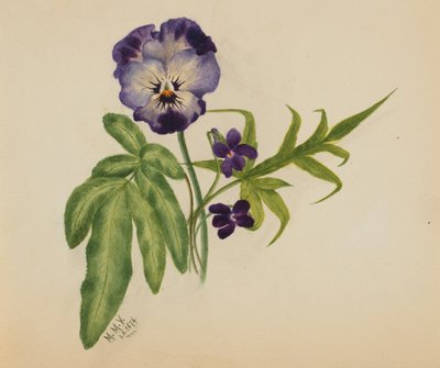 Cím nélkül (Pansy) alkotó: Mary Vaux Walcott